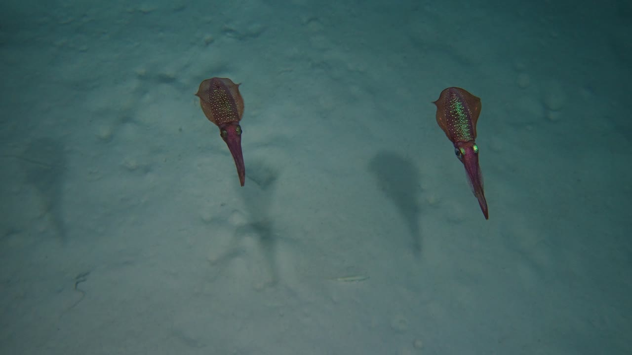Two calamari swimming next to each other filmed during night dive in 4k