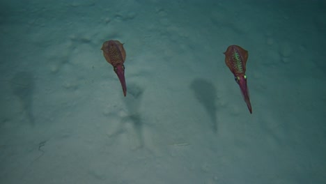 two calamari swimming next to each other filmed during night dive in 4k
