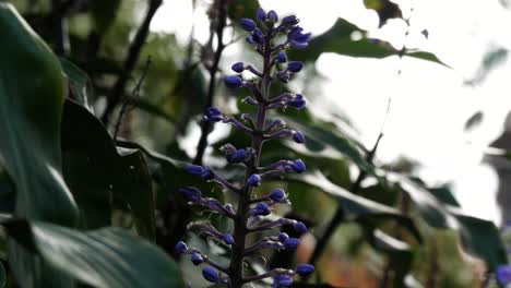 close up view of purple lupine