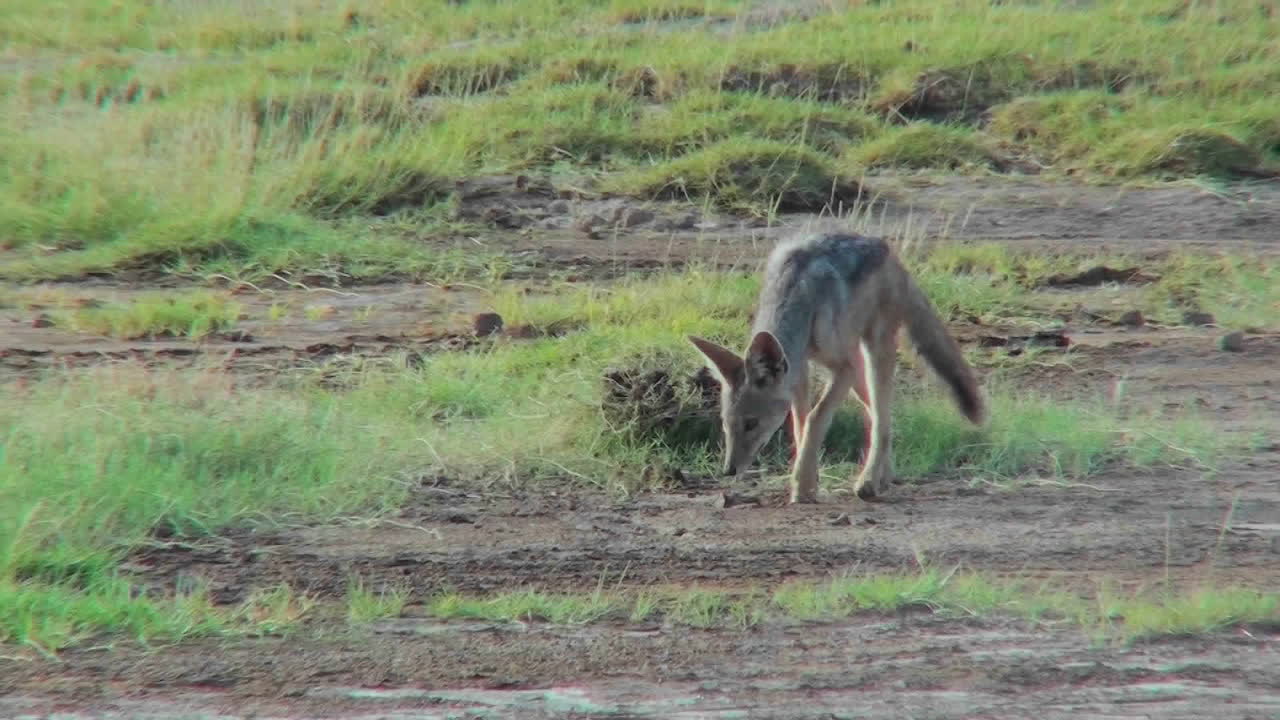 아프리카 평원에서 자칼이 먹이를 찾아 헤매다
