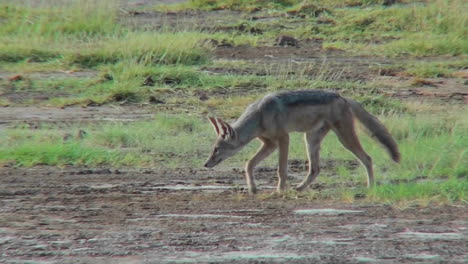 a jackal forages for food on the african plains