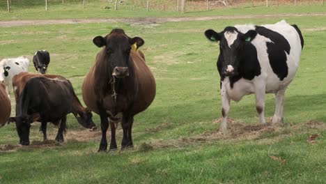 cattle eating silage during the middle of winter