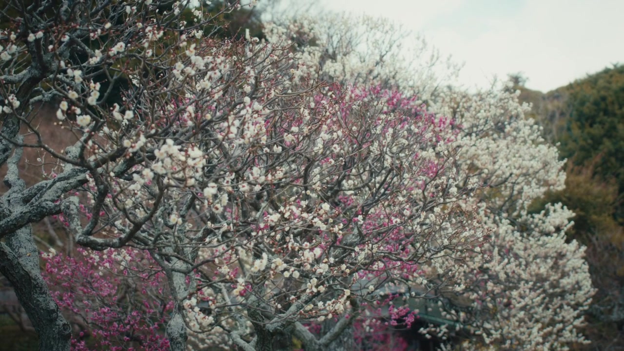 Una vivace esposizione di fiori di pruno bianchi e rosa in piena fioritura nel famoso giardino di pruni di Atami, nella Prefettura di Shizuoka, con rami nodosi che creano una fitta e colorata chioma contro il fianco della collina