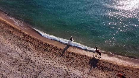 aerial overview shot of equestrian on horses cooling underwater at beach