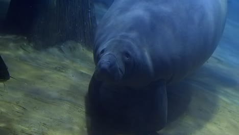 manatee (trichechus) swimming to the top of the ocean, slow mo footage