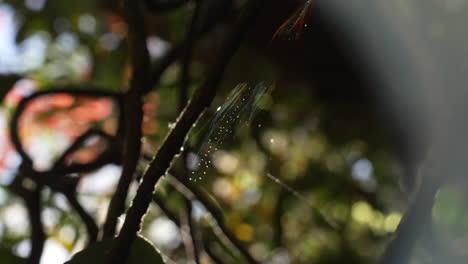 close up of a rainbow spiderweb in the wild on a tree in the forest with raindrops