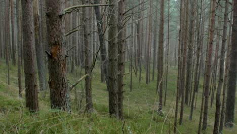 Bosque-De-Pinos-Silvestres-Con-Musgo-Verde-Y-Brezo-Bajo-Los-árboles,-Día-Nublado-Con-Niebla-Ligera,-Bosque-Nórdico,-Costa-Del-Mar-Báltico,-Concepto-Místico,-Amplio-Tiro-De-Mano