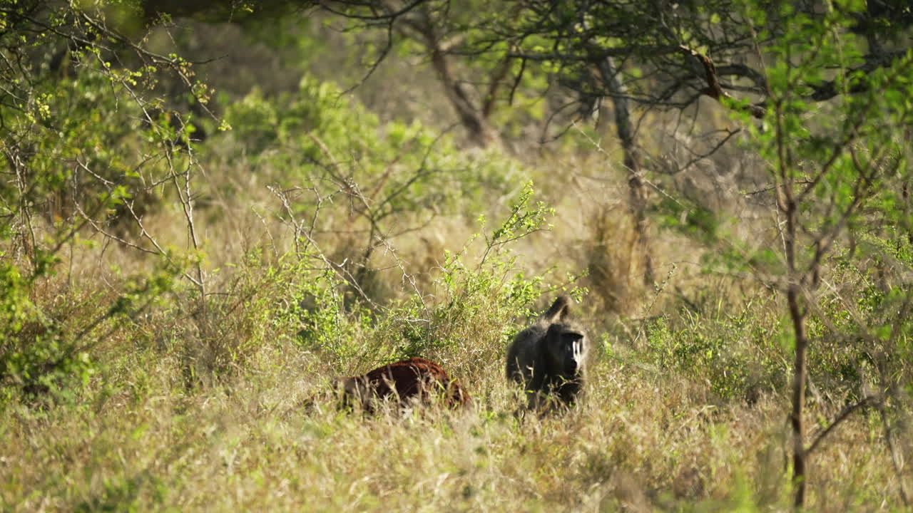 A baboon sitting on a termite mound surrounded by luscious green grasslands before the baboon climbs off the mound and through the bush