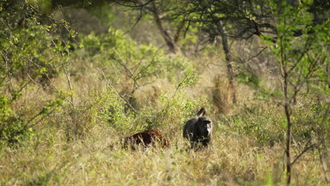 a baboon sitting on a termite mound surrounded by luscious green grasslands before the baboon climbs off the mound and through the bush