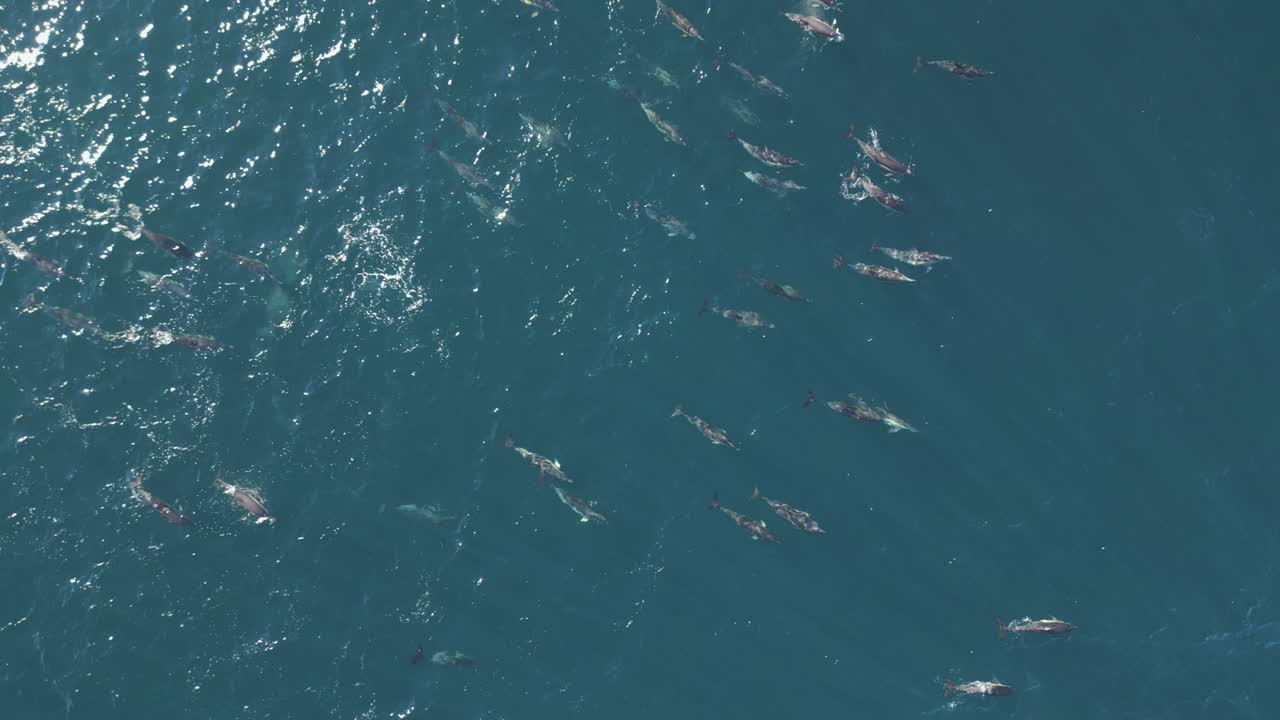 fotografía aérea de arriba hacia abajo de un gran grupo de delfines nariz de botella jugando en las olas durante la caza matutina en la playa de maroubra, sídney, australia