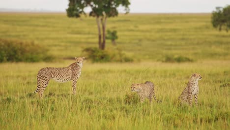 fotografía en cámara lenta de un grupo de guepardos vigilando el paisaje de la reserva de masai mara, en busca de presas, caza, vida silvestre africana en la reserva nacional de masai mara, kenia, áfrica