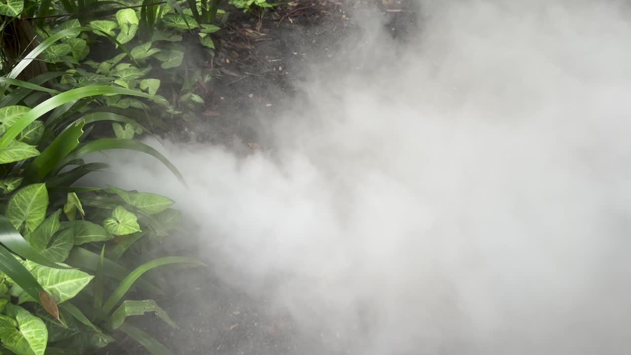Thick smoke billows across vibrant green plants in a shaded outdoor garden, static camera view