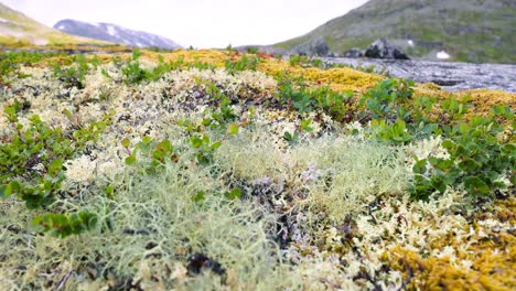 la tundra ártica, la hermosa naturaleza, el paisaje natural de noruega.