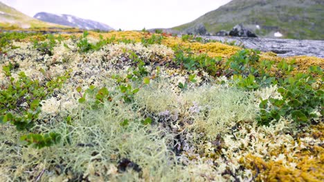 arctic tundra. beautiful nature norway natural landscape.