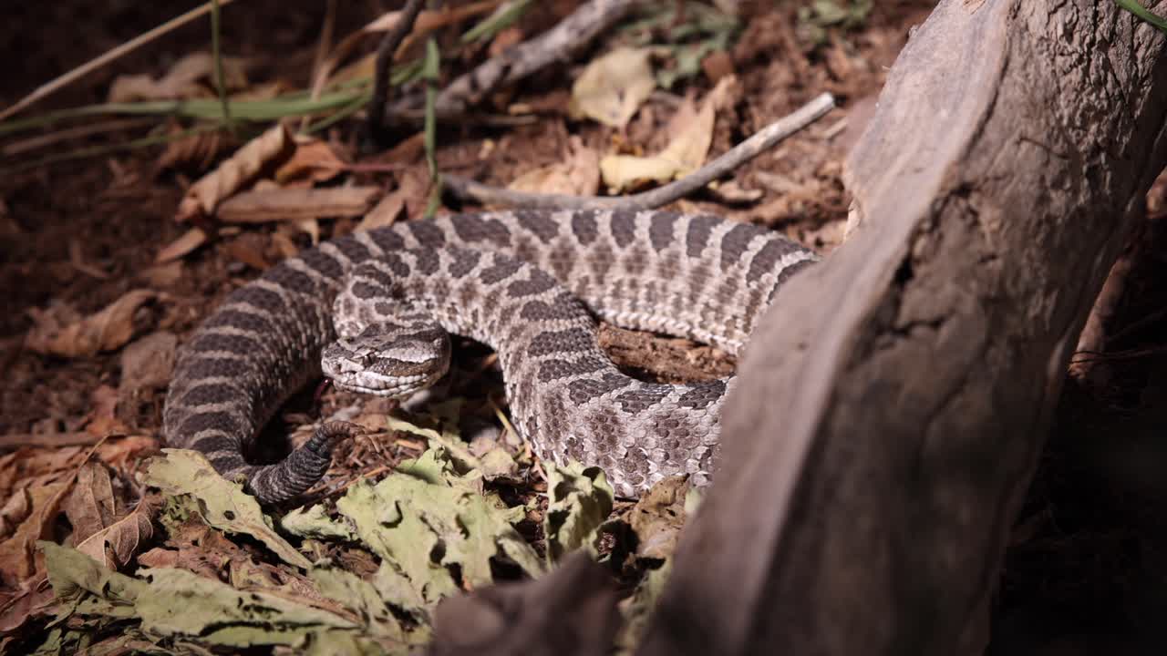 serpiente de cascabel de massasauga bajo el foco en la oscuridad traqueteo de cola moviendo la lengua slomo