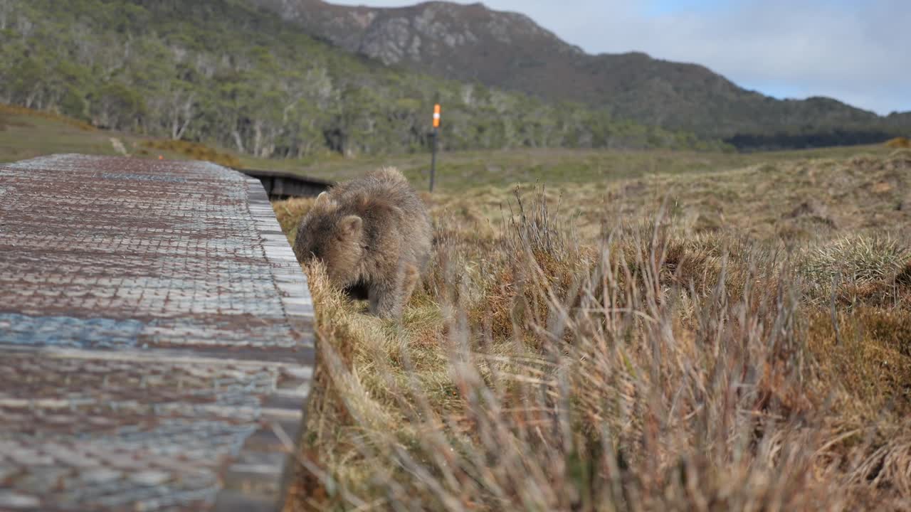 una toma más amplia del wombat de tasmania comiendo arbustos verdes y amarillos nativos junto al camino de madera de madera, marsupial australiano peludo marrón