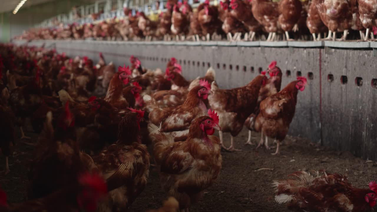 View Inside Organic Chicken Poultry Farm With Hundreds Of Brown Chickens. Low Angle