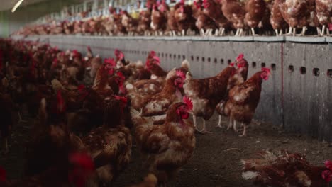 view inside organic chicken poultry farm with hundreds of brown chickens. low angle