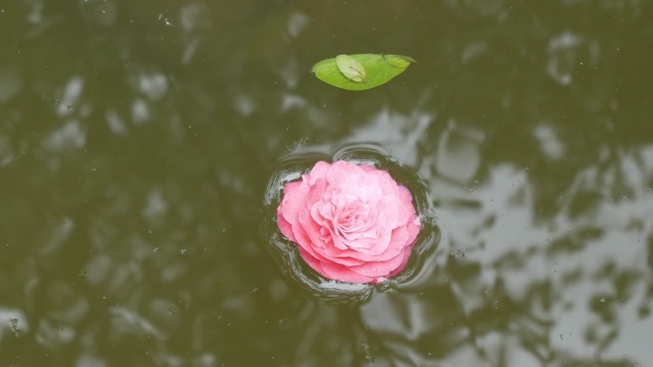 Rosa ros flyter på dammvatten med näckrosblad, fridfull och lugn stämning.