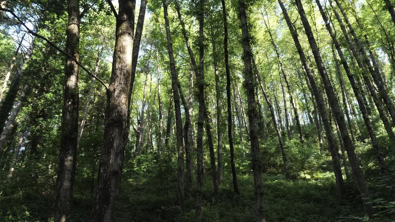 estar rodeado de árboles en un bosque: vista giratoria de 180 grados