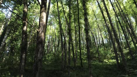 estar rodeado de árboles en un bosque: vista giratoria de 180 grados
