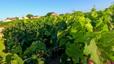 road through vineyard in castillon-la-bataille, france