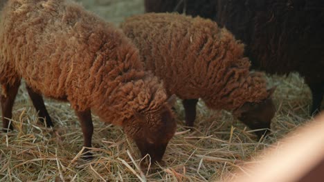 Ovejas pastando en un campo