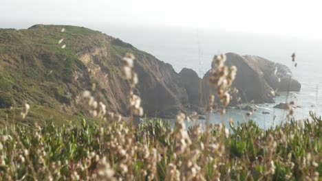 una vista de los promontorios de marin con flores en primer plano