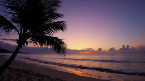 beautiful sunset on a tropical beach with a palm tree