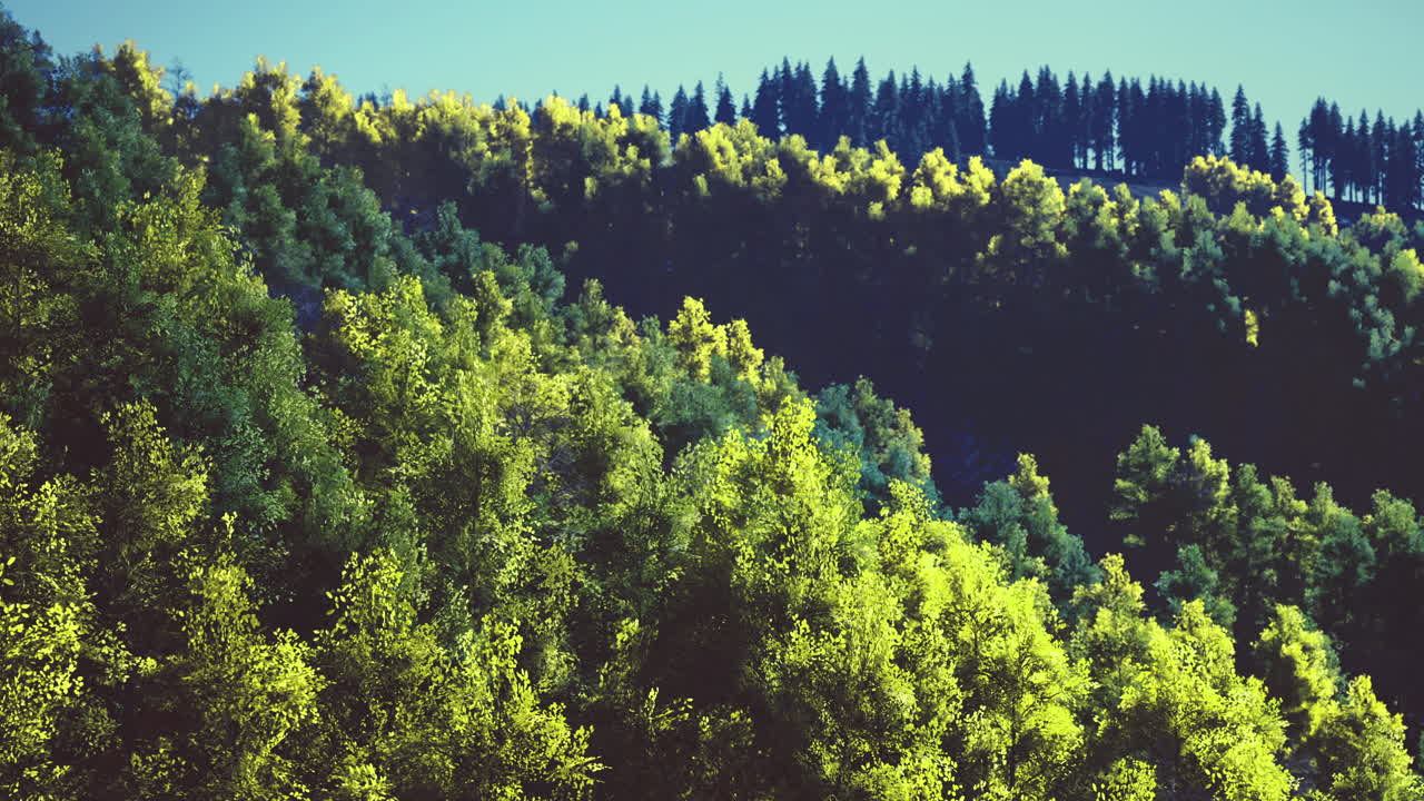 Lush green forest landscape during bright daylight near mountain range