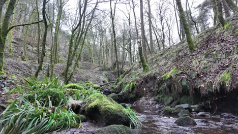 small, slow moving woodland stream, flowing slowly through the forest trees