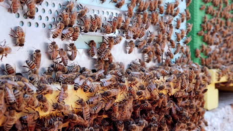 Lots-of-Honeybees-gather-outside-beehives-wooden-box-producing-honey,-day