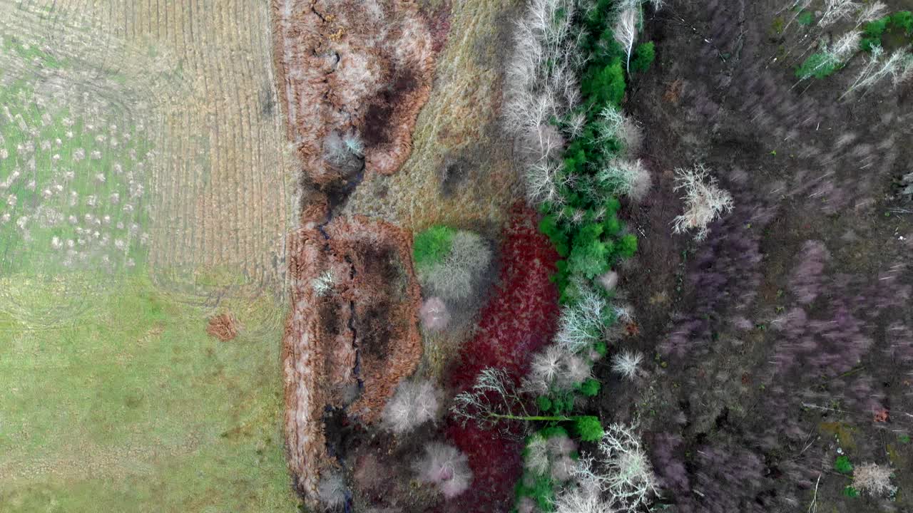 vista aérea superior del bosque quemado después del incendio, drones volando sobre el campo agrícola por bosques de árboles muertos negros, adelante, suecia, durante el día