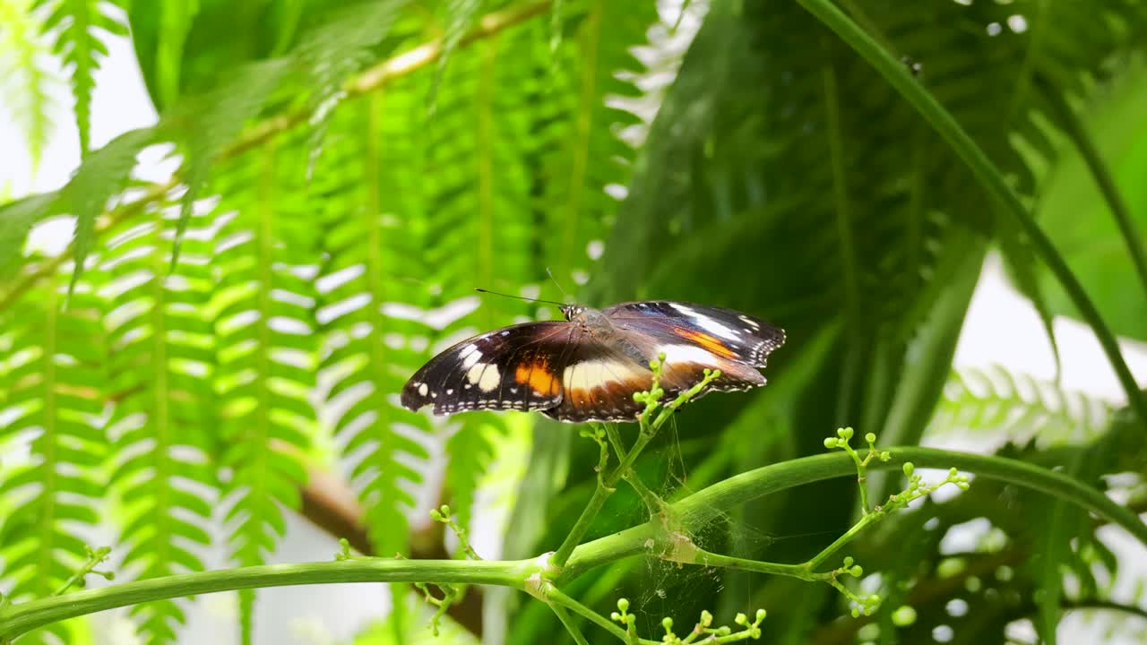 A butterfly flutters gracefully among vibrant green leaves in a sunlit rainforest environment
