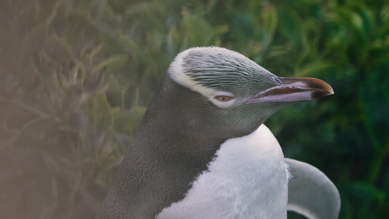 뉴질랜드 의 모라키 에 있는 카티키 포인트 등대 에서 해 가 지는 동안 잠들고 있는 노란 눈 의  ⁇