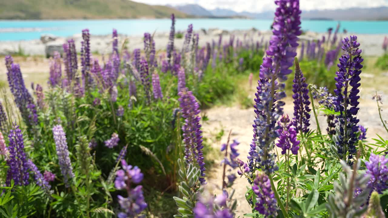 mujer camina hacia y toca las flores de lupino púrpura en flor en la orilla del lago tekapo en nueva zelanda