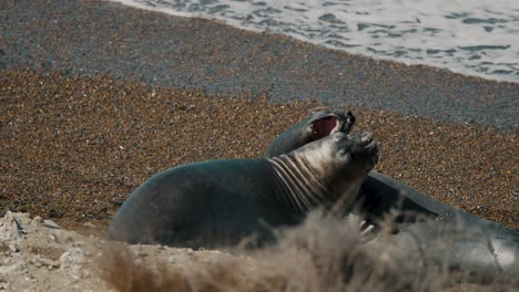 elefantes marinos luchando en la orilla de la playa en la península de valdes, chubut, argentina