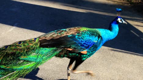 Pavo-Real-Caminando-Libremente-Por-El-Zoológico-De-La-Ciudad