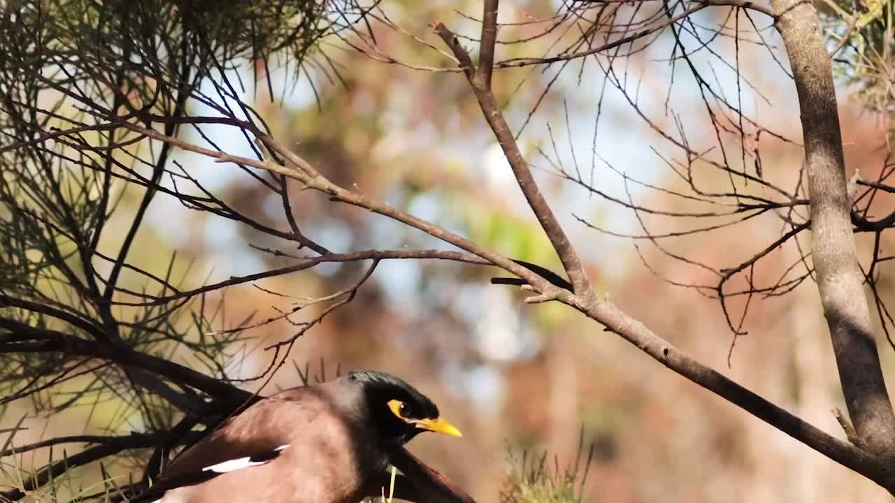 멜버른 동물원 의 나무 들 사이 에 서 있는 일반적 인 미나