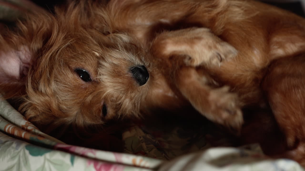 그의 발을 핥는 수석 믹스 품종 개