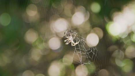 Araña-Tejedora-De-Orbe-Sentada-En-Su-Telaraña-Esperando-Su-Próxima-Comida-Mientras-La-Telaraña-Brilla-Al-Sol