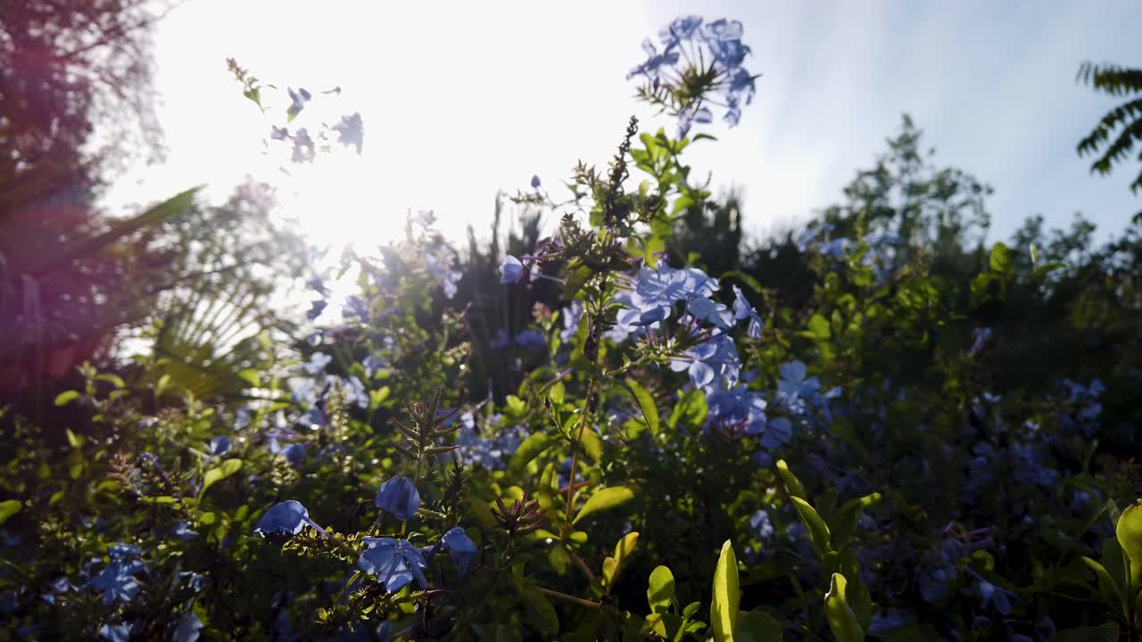 Fiori blu in fiore su un cespuglio ondeggiano nella brezza con un bagliore solare radioso.