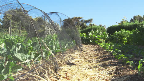 fresh produce being grown on community allotment