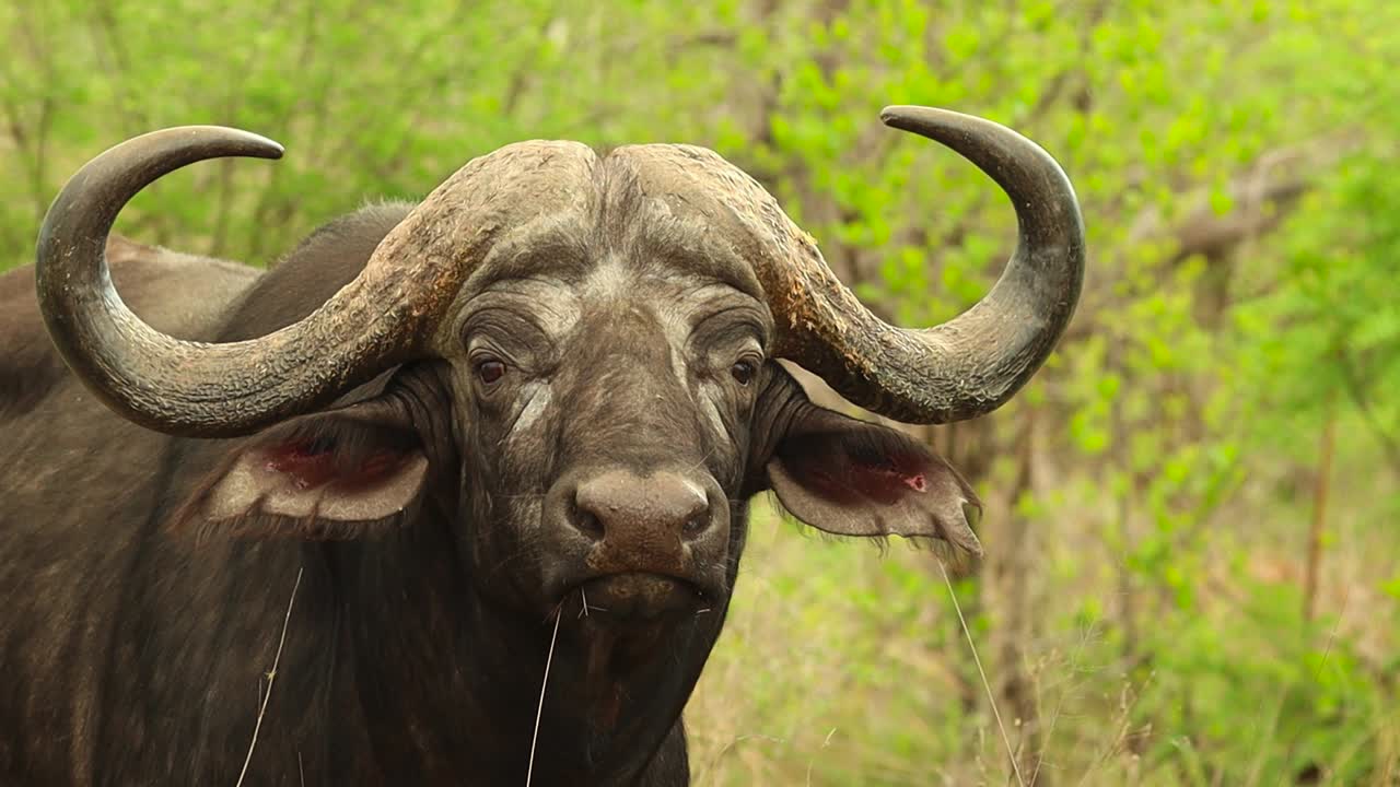 un primer plano de un toro de búfalo del cabo girando la cabeza y mirando a la cámara en cámara lenta, parque nacional kruger
