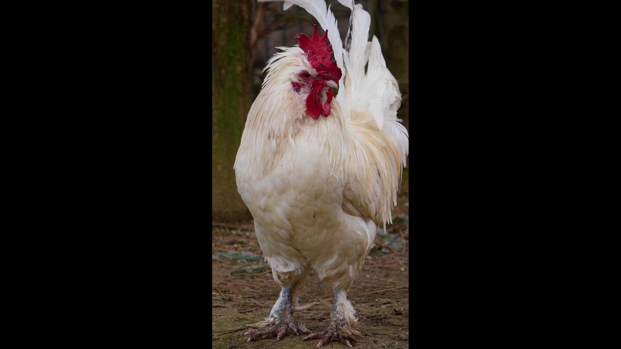 Gallo bianco in piedi in un cortile di fattoria