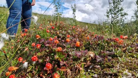 Hiker-foraging-ripe-cloudberries-in-norwegian-wilderness,-static-shot