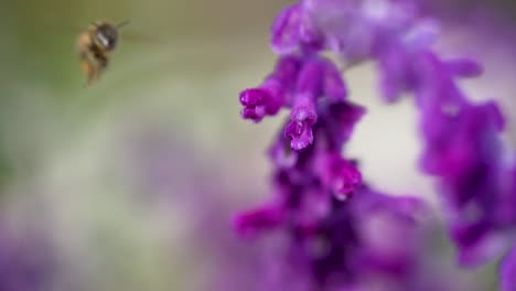 honey bee on purple flower, close up view