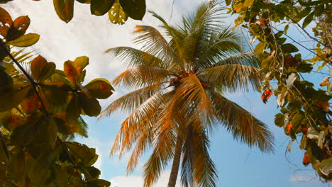 palmeras y follaje tropical
