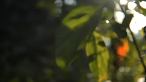 Grüne-Blätter-Leuchten-In-Einem-Wald,-Der-Bei-Sonnenuntergang-Von-Hellem-Sonnenlicht-Beleuchtet-Wird