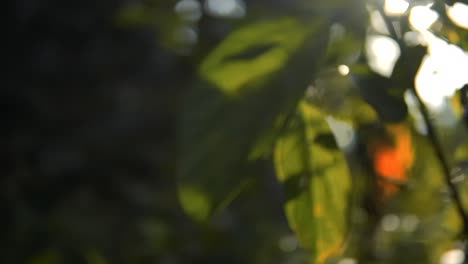 las hojas verdes brillan en un bosque iluminado por la brillante luz del sol al atardecer